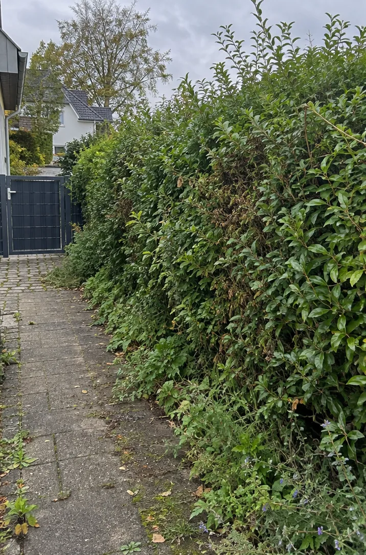 Wildgewachsene Hecke wird in Form gebracht, vorher
